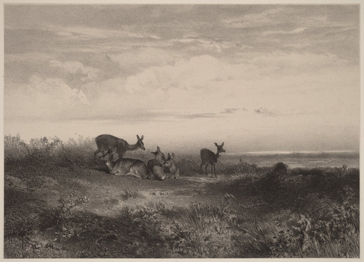 Hindarna av Karl Bodmer