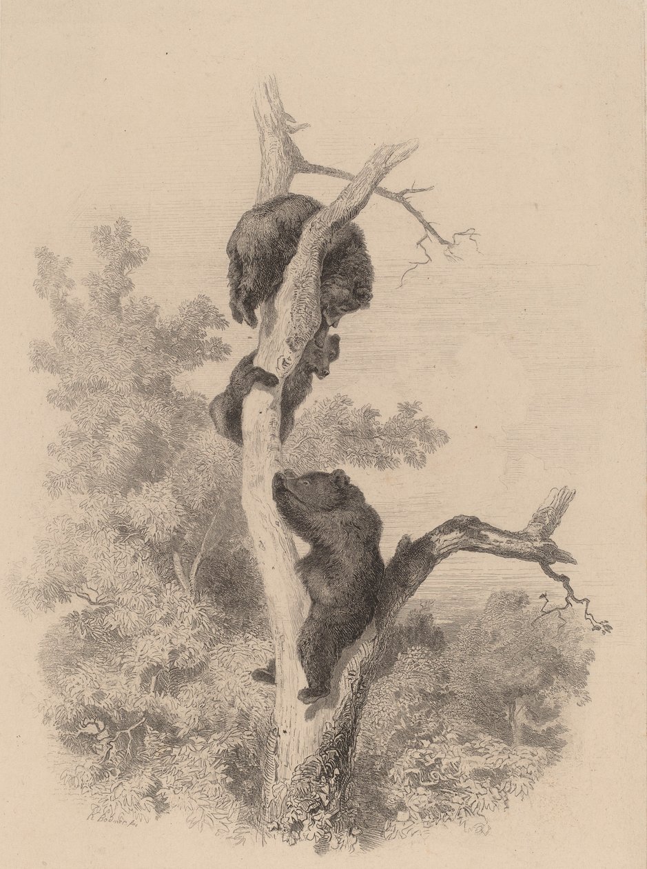 Björnarna. av Karl Bodmer