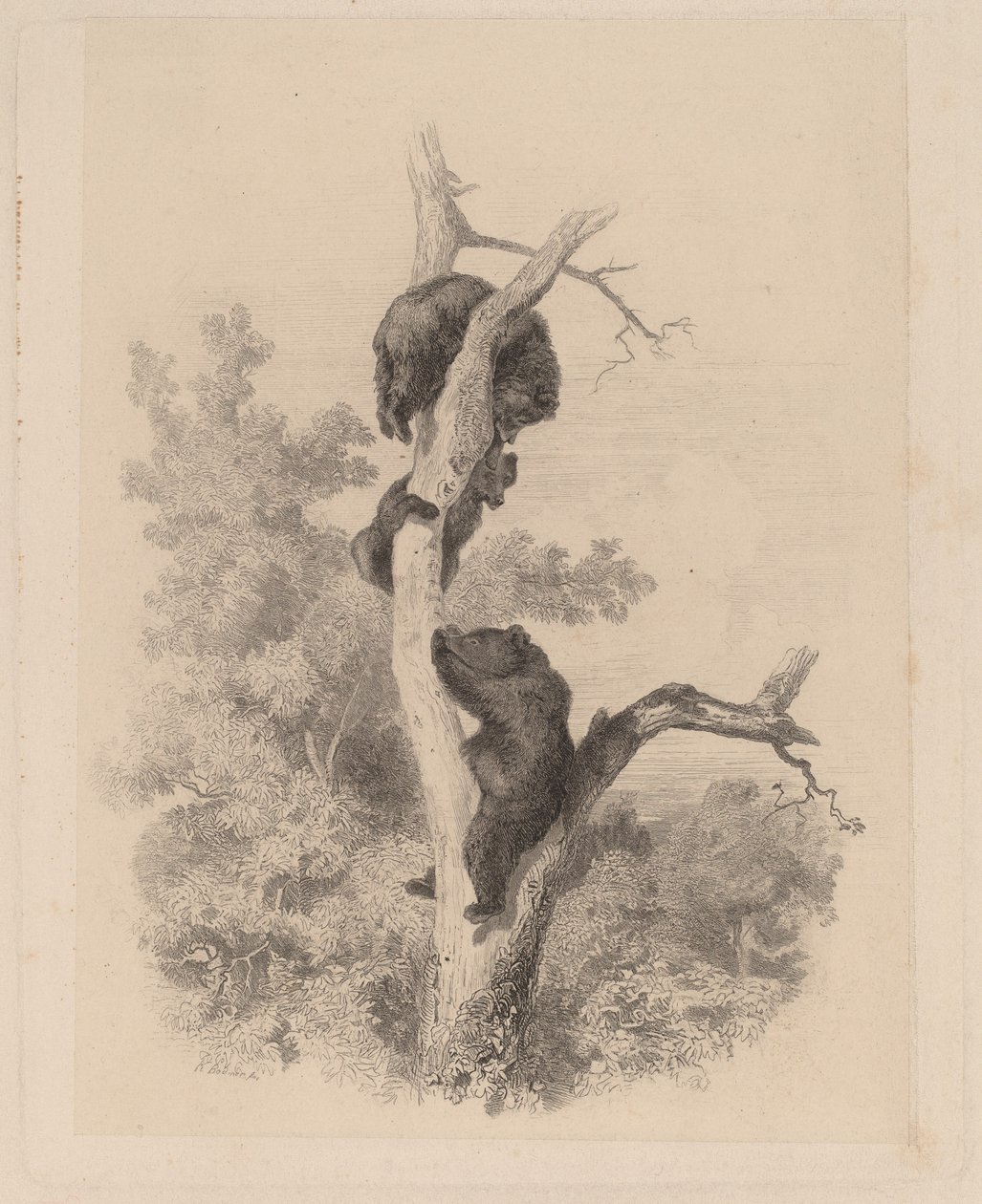 Björnarna av Karl Bodmer