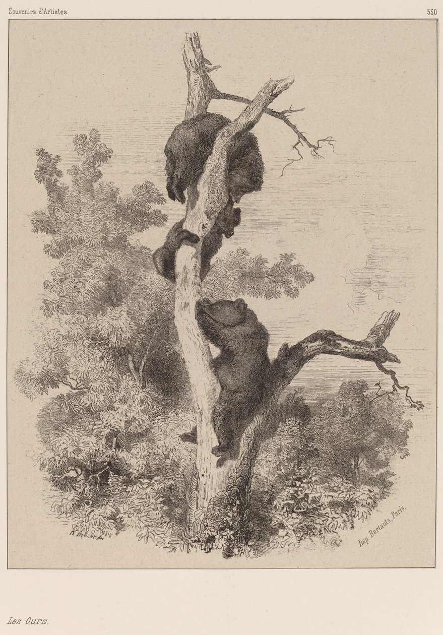 Björnarna av Karl Bodmer