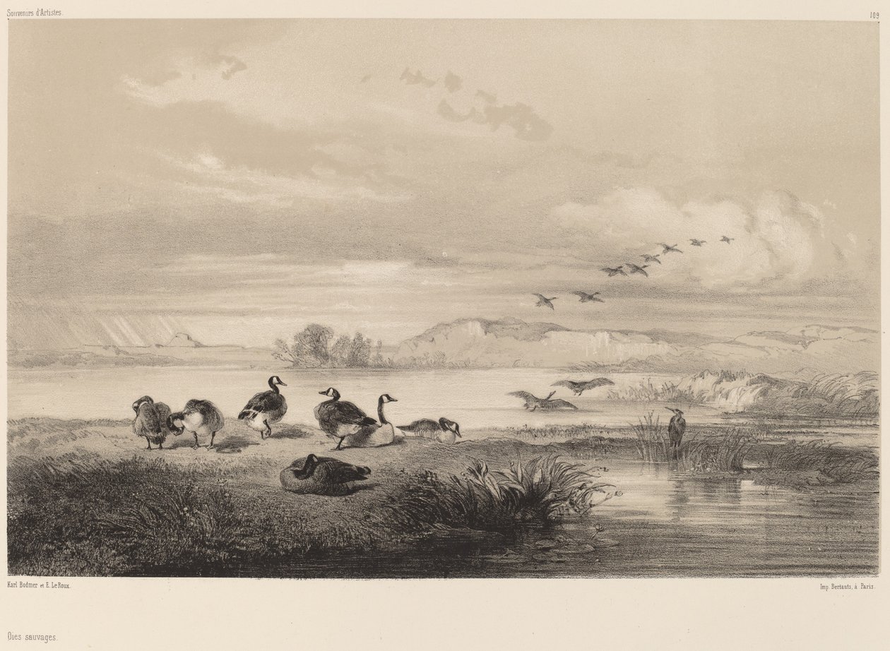 vilda gäss av Karl Bodmer