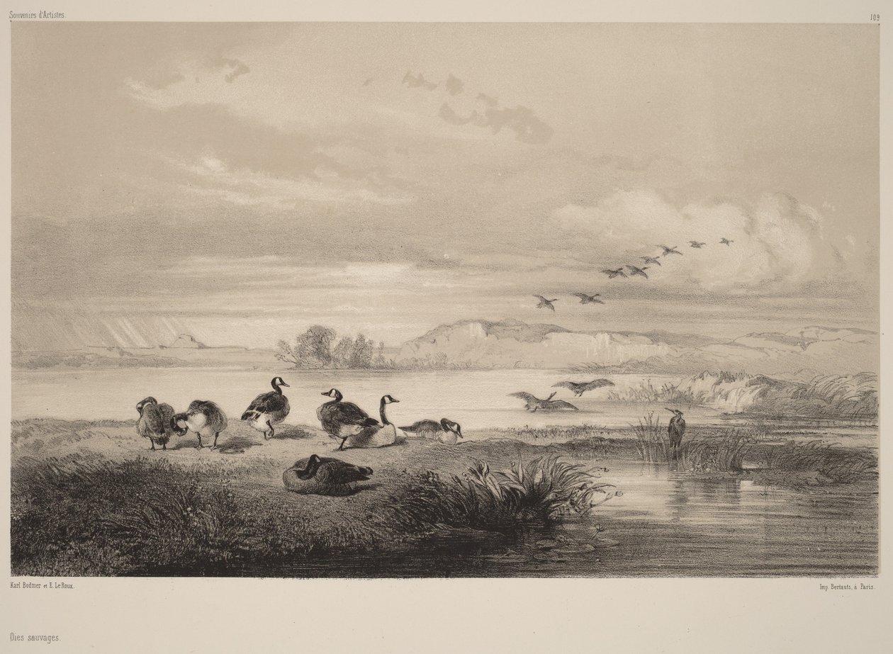 Vilda gäss av Karl Bodmer