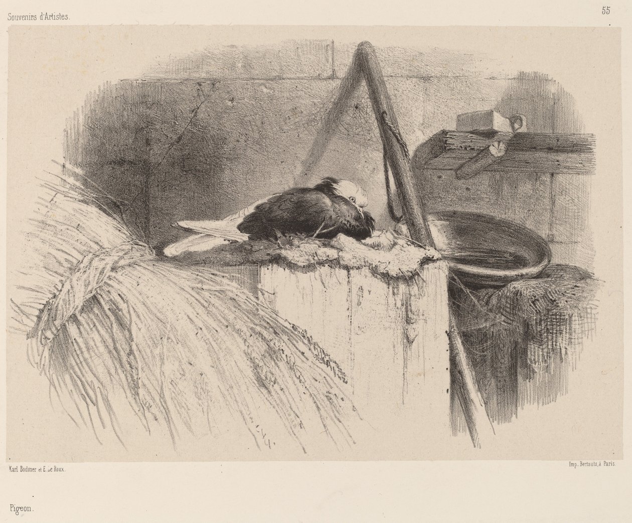 Duva. av Karl Bodmer