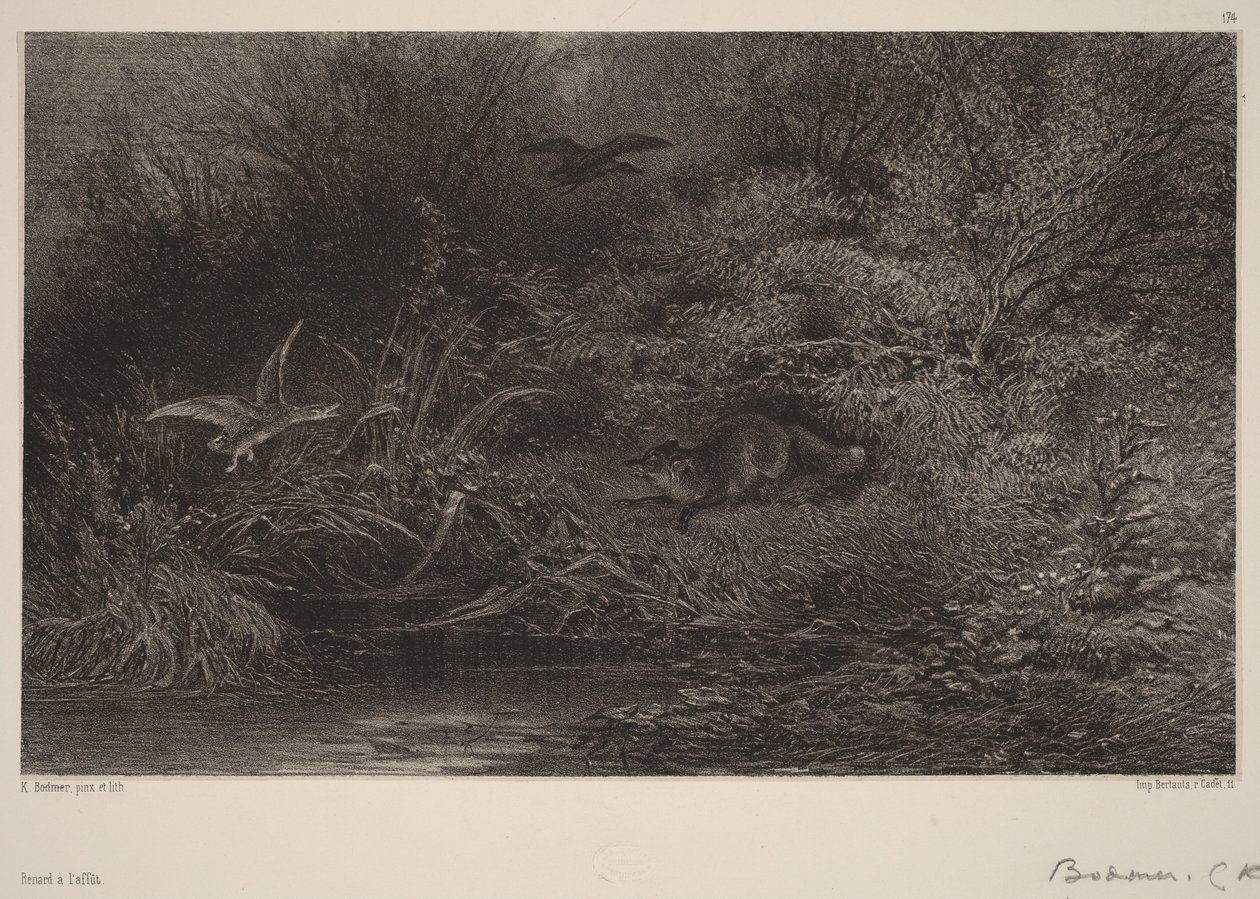 Räv på lur av Karl Bodmer