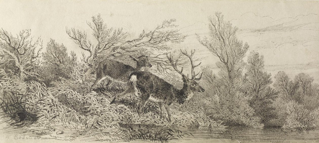 Hjort i skogen av Karl Bodmer