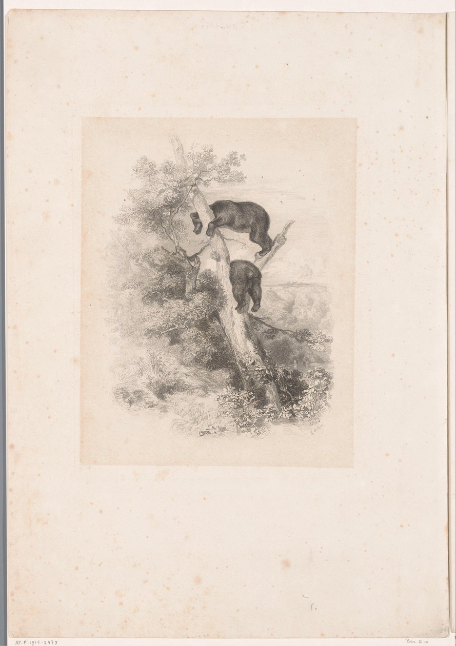 Två björnar i ett träd Landskap med djur (serietitel) av Karl Bodmer