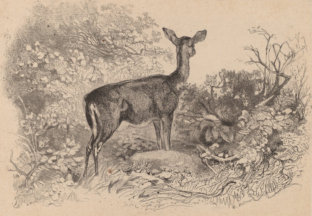 En dova. av Karl Bodmer