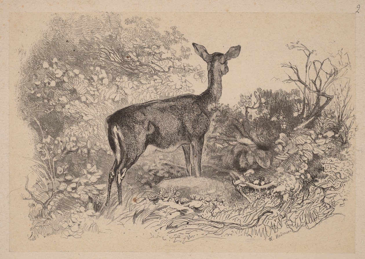 En hind av Karl Bodmer