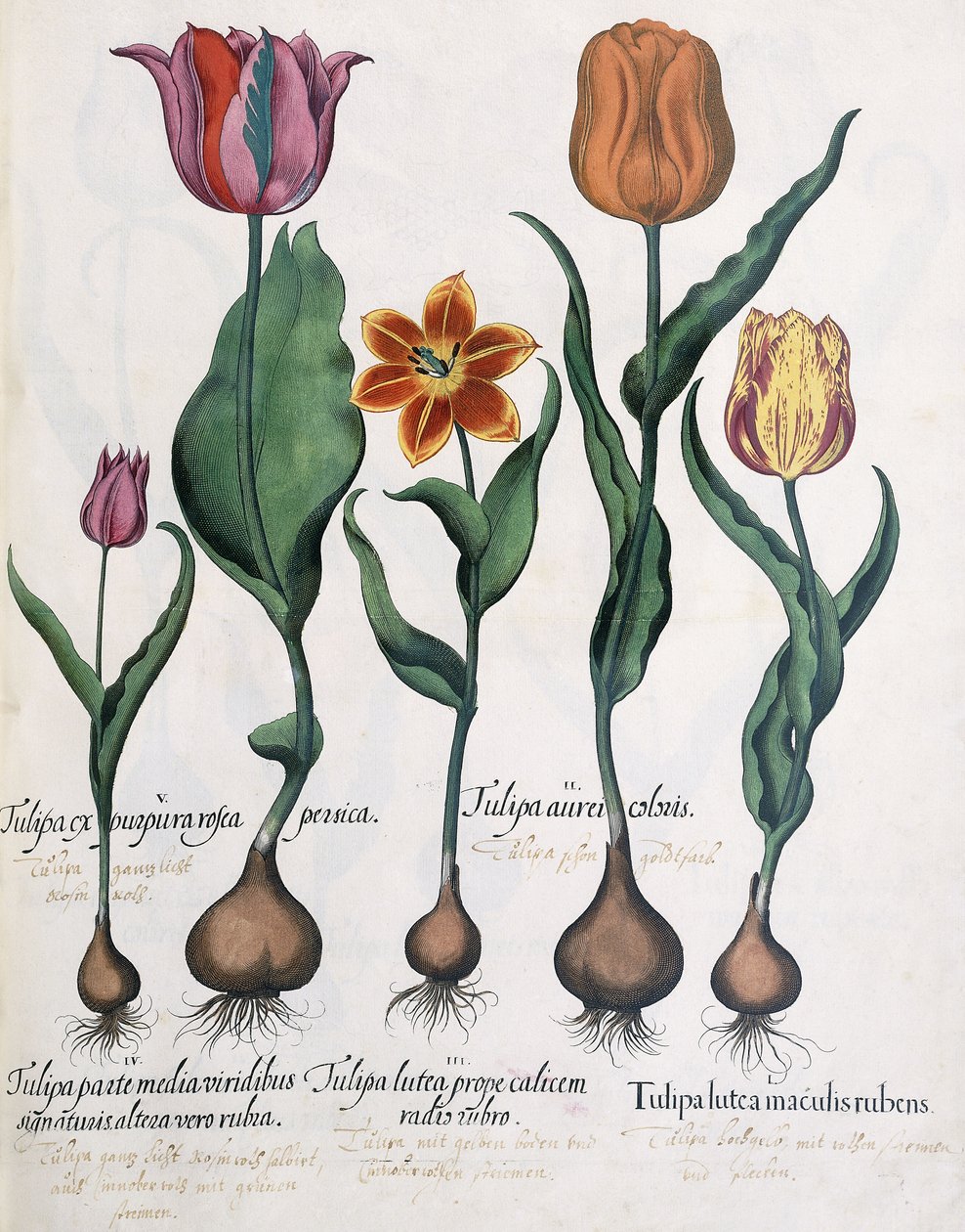 Typer av tulpaner, 1613 av Karl Christian Wilhelm Baron