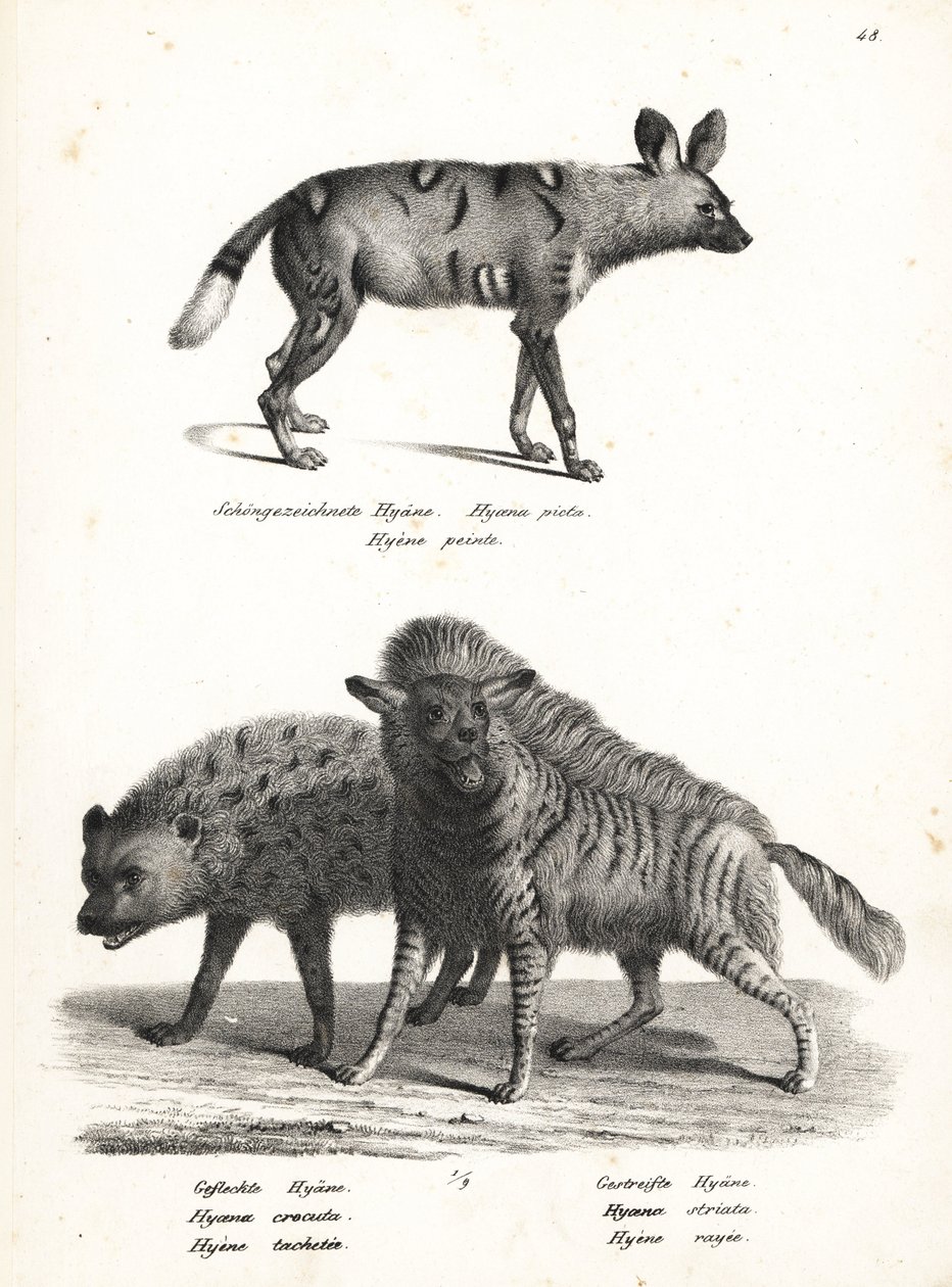 Afrikansk vildhund, Lycaon pictus, hotad, fläckig hyena, Crocuta crocuta och randig hyena, Hyaena hyaena. Litografi av Karl Joseph Brodtmann ur Heinrich Rudolf Schinz