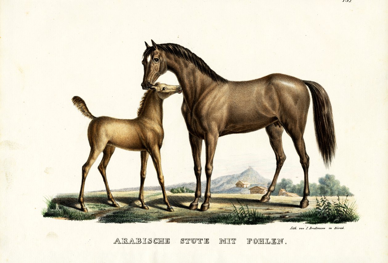 Arabhäst med fågel, 1824 av Karl Joseph Brodtmann