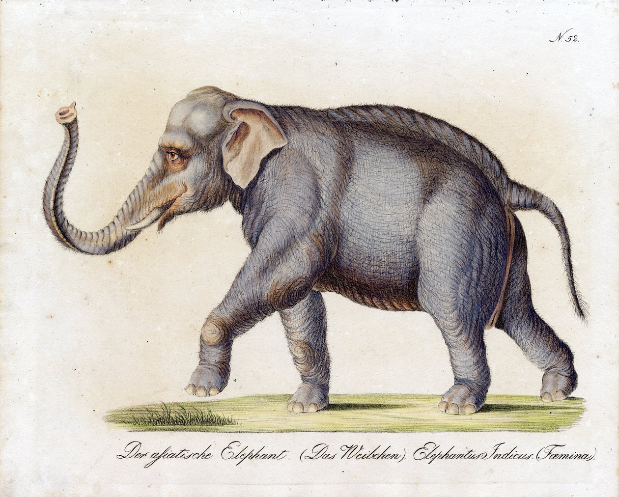 Asiatisk elefant (hona) (tryck) av Karl Joseph Brodtmann