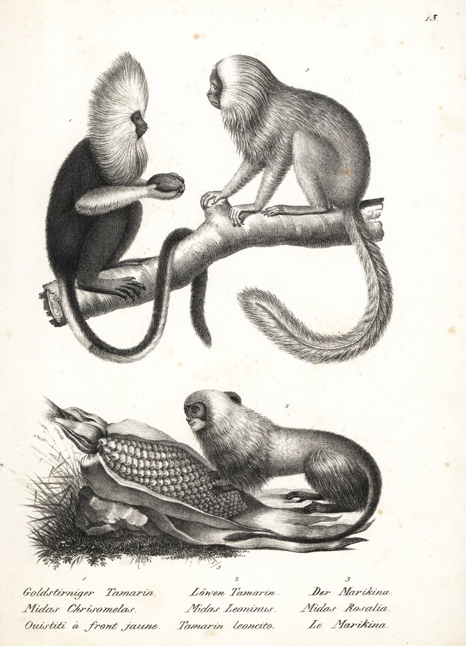 Buffy-headed silkesapa, Callithrix flaviceps (utrotningshotad) 1 och gyllene lejontamarin, Leontopithecus rosalia (utrotningshotad) 2,3. Litografi av Karl Joseph Brodtmann ur Heinrich Rudolf Schinz