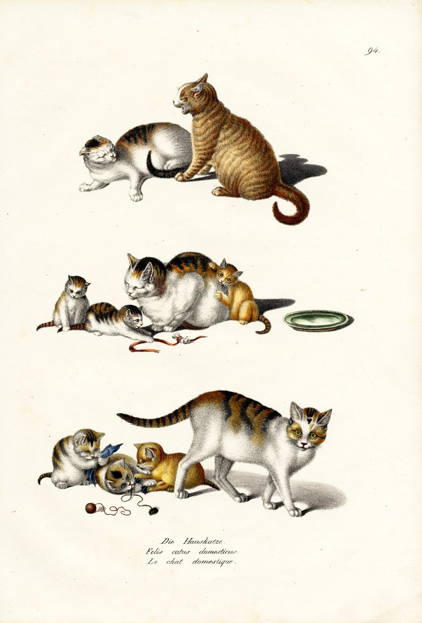 Tamkatter, 1824 av Karl Joseph Brodtmann