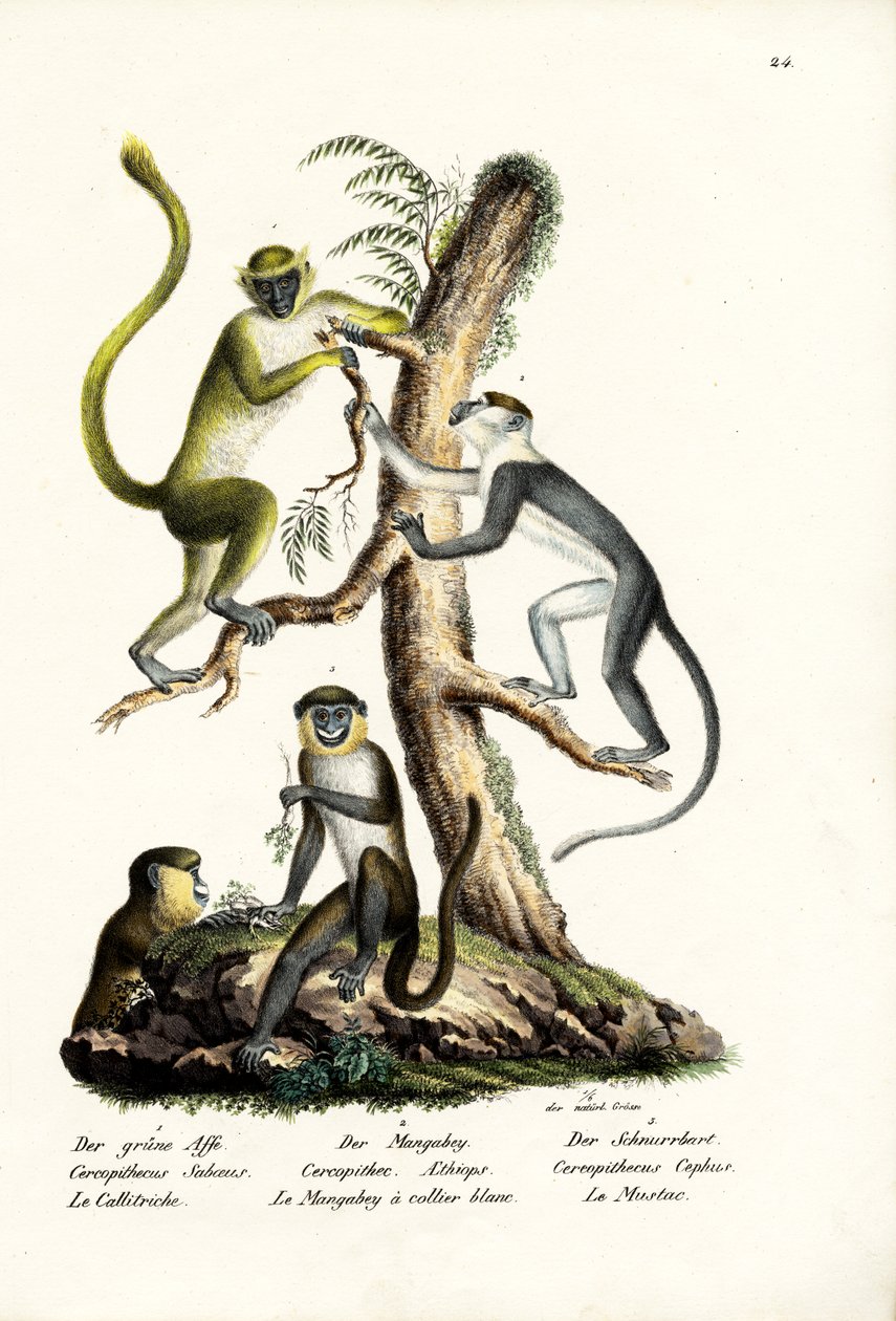 Grön apa, 1824 av Karl Joseph Brodtmann