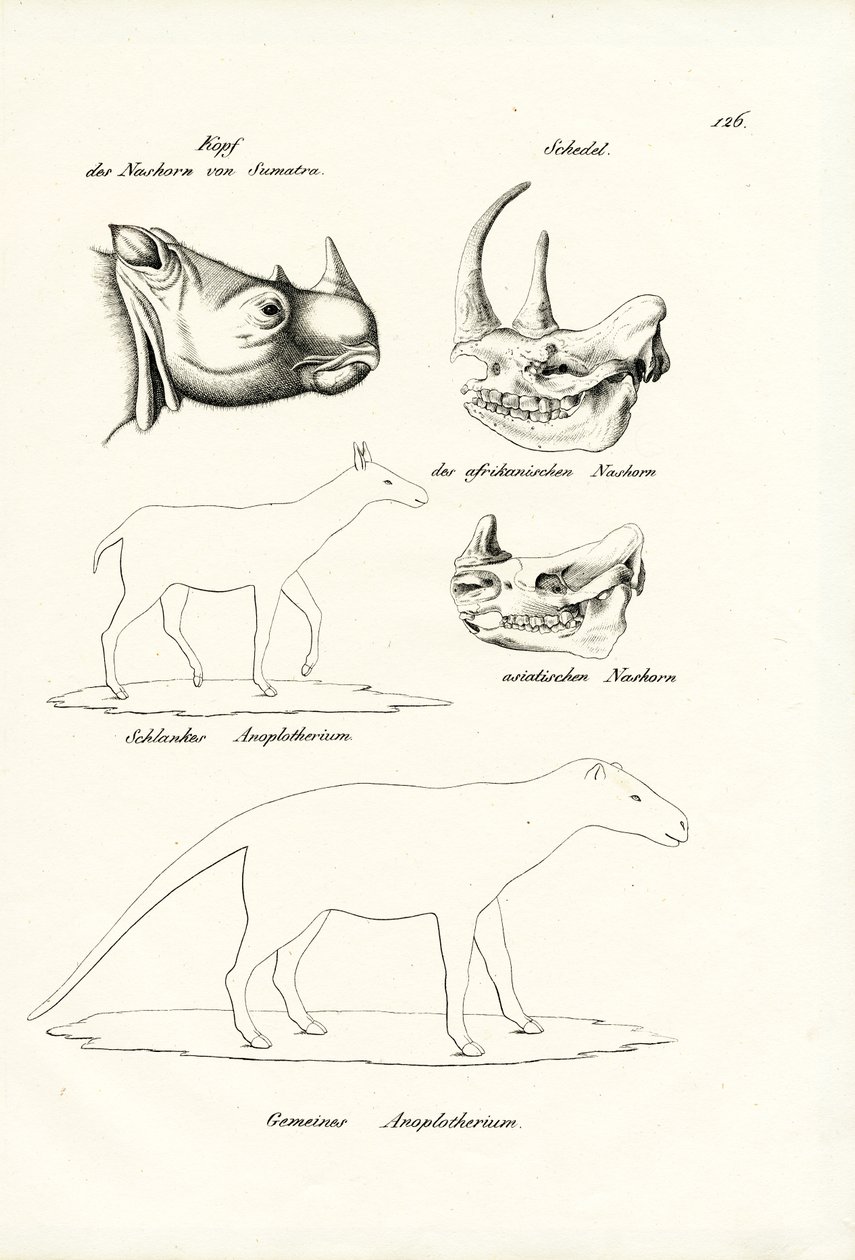Chef för Sumatra-Rhinoceros, 1824 av Karl Joseph Brodtmann