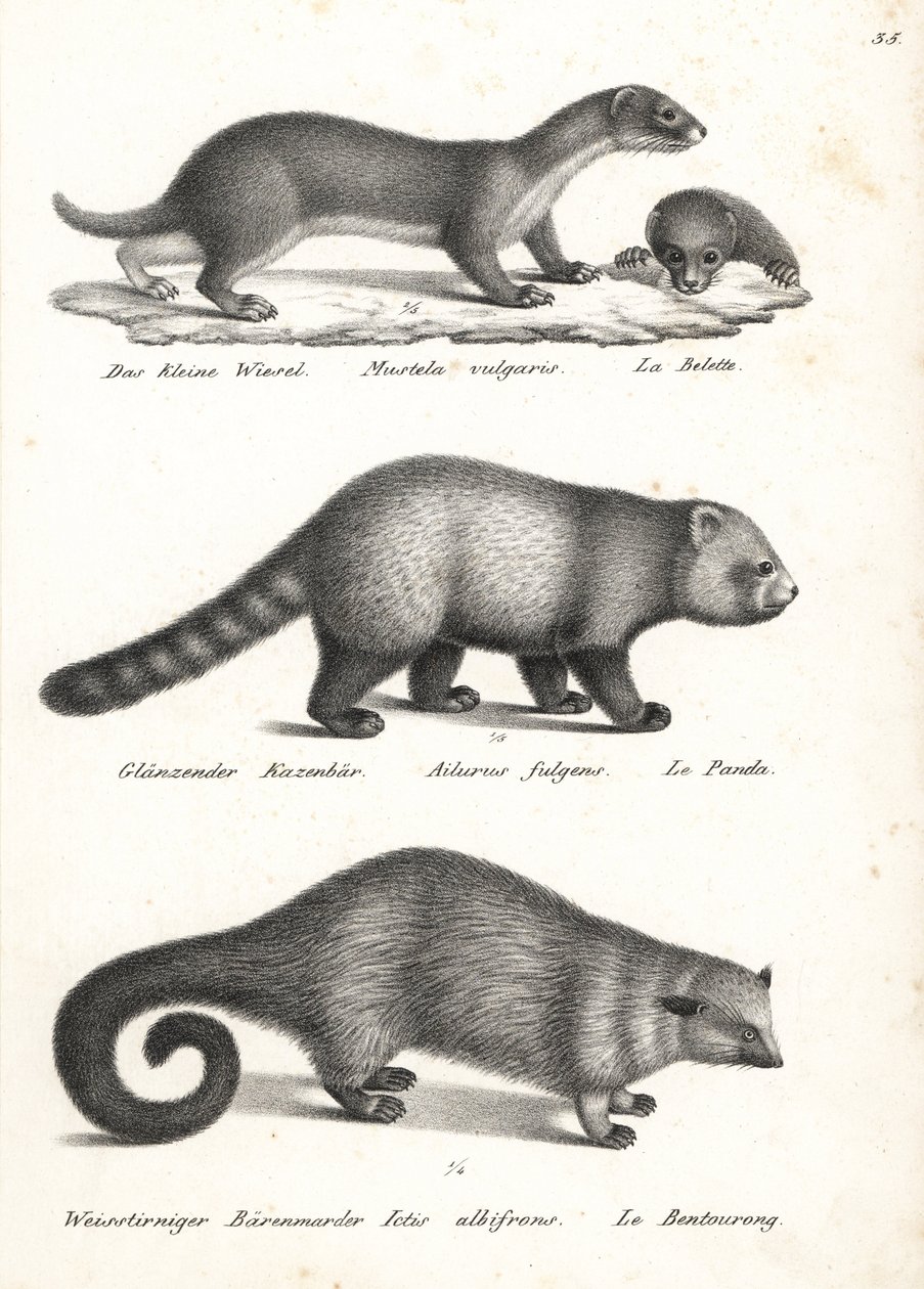 Minst vessla, Mustela nivalis 1, röd panda, Ailurus fulgens 2, sårbar och björnkatt, Arctictis binturong 3, sårbar. Litografi av Karl Joseph Brodtmann ur Heinrich Rudolf Schinz
