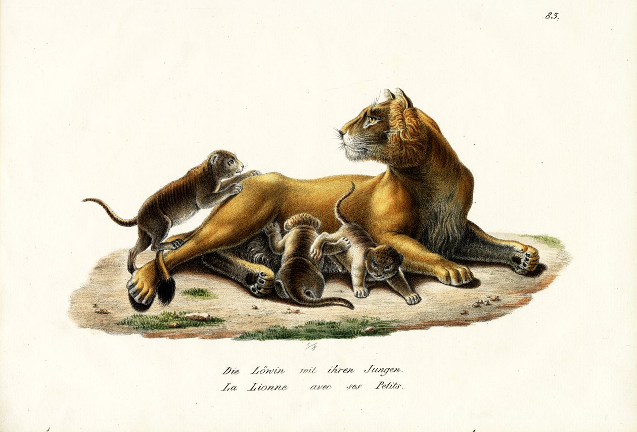 Lejoninna med ungar, 1824 av Karl Joseph Brodtmann