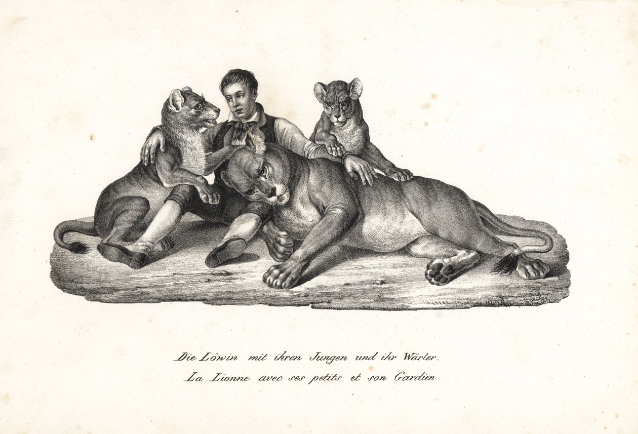 Lejoninna och ungar med tränare, Panthera leo. Litografi av Karl Joseph Brodtmann ur Heinrich Rudolf Schinz