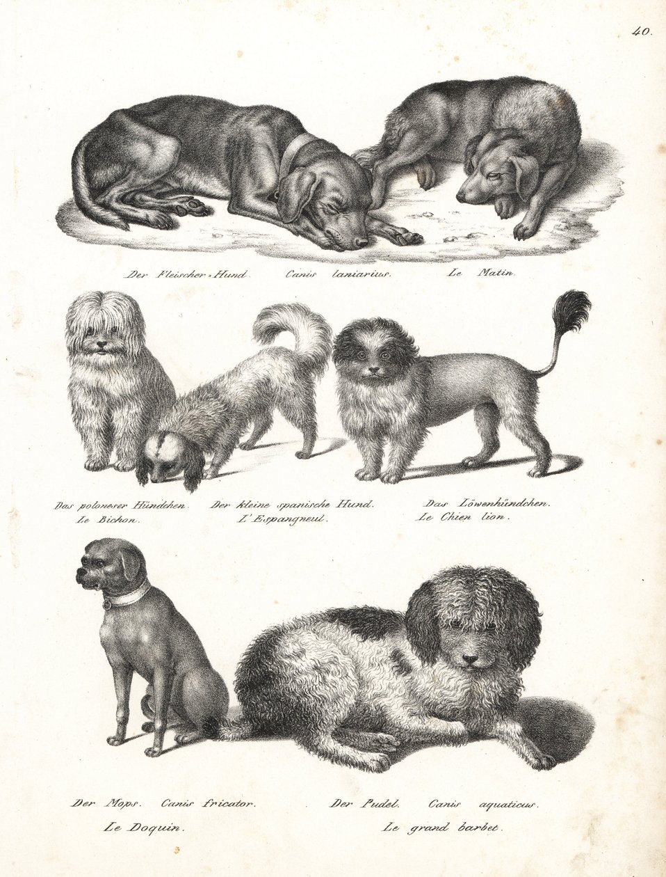 Lurcher- eller matinhund, Canis laniarius, Bichon, spansk hund, Chow Chow, Mopshund, Canis fricator och pudel- eller vattenjakthund, Canis aquaticus. Litografi av Karl Joseph Brodtmann från Heinrich Rudolf Schinz