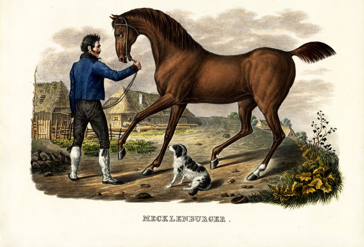Mecklenburgerhäst, 1824 av Karl Joseph Brodtmann
