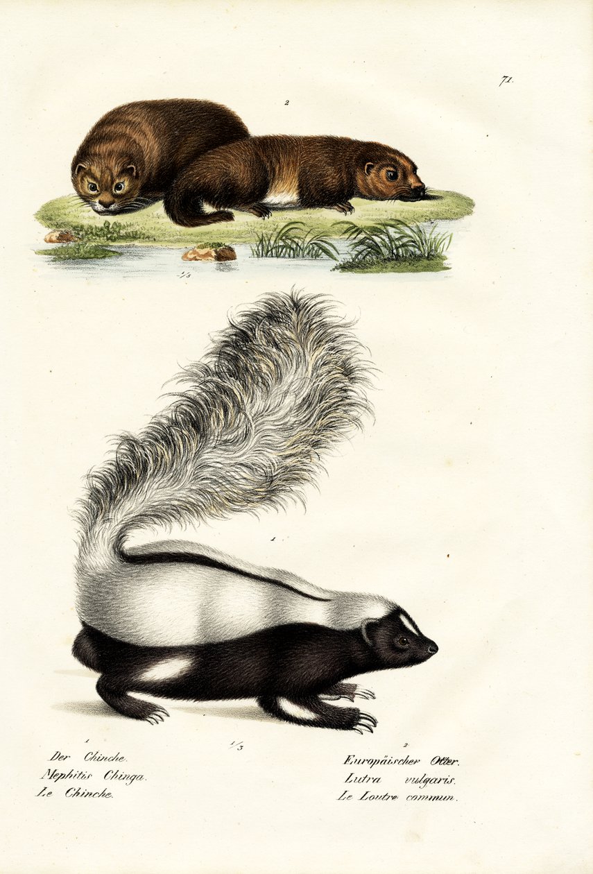 Molinas hog-nosed Skunk, 1824 av Karl Joseph Brodtmann