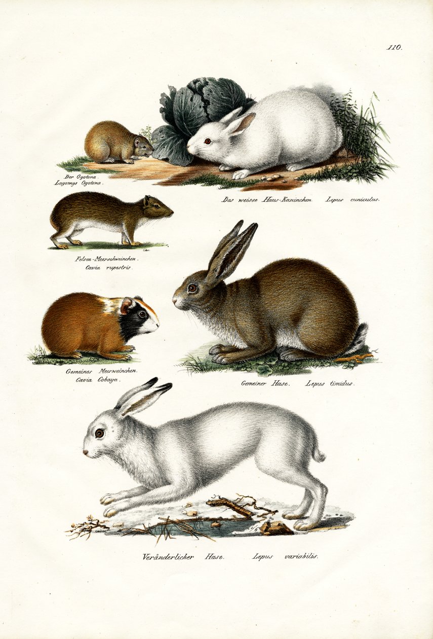 Ogotona Hare, 1824 av Karl Joseph Brodtmann