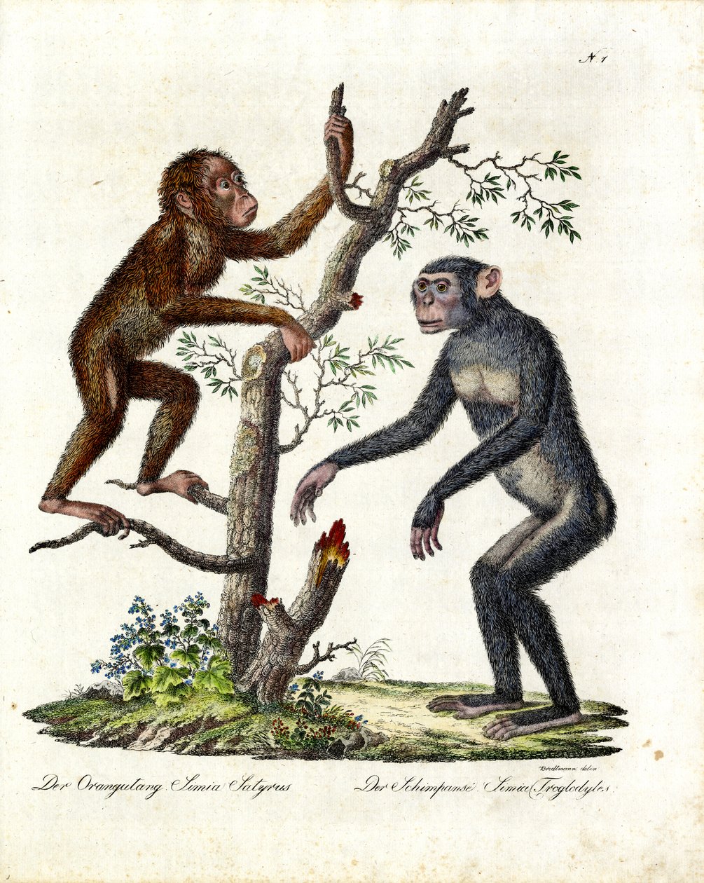 Orangutang och schimpans (tryck) av Karl Joseph Brodtmann