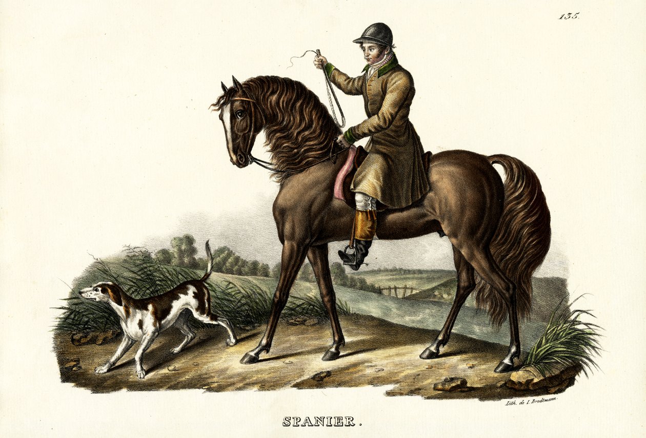 Spansk jägarhäst, 1824 av Karl Joseph Brodtmann