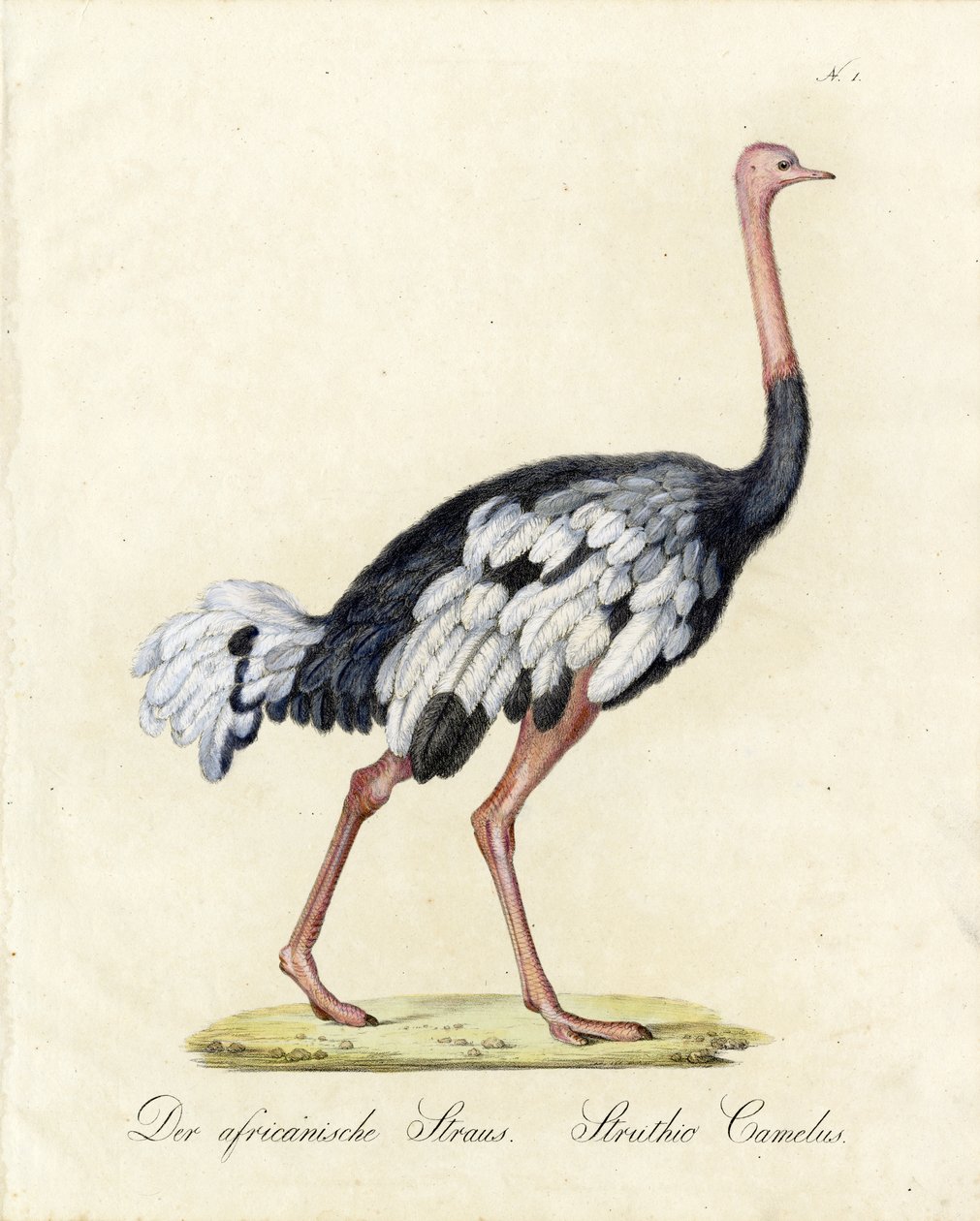  av Karl Joseph Brodtmann