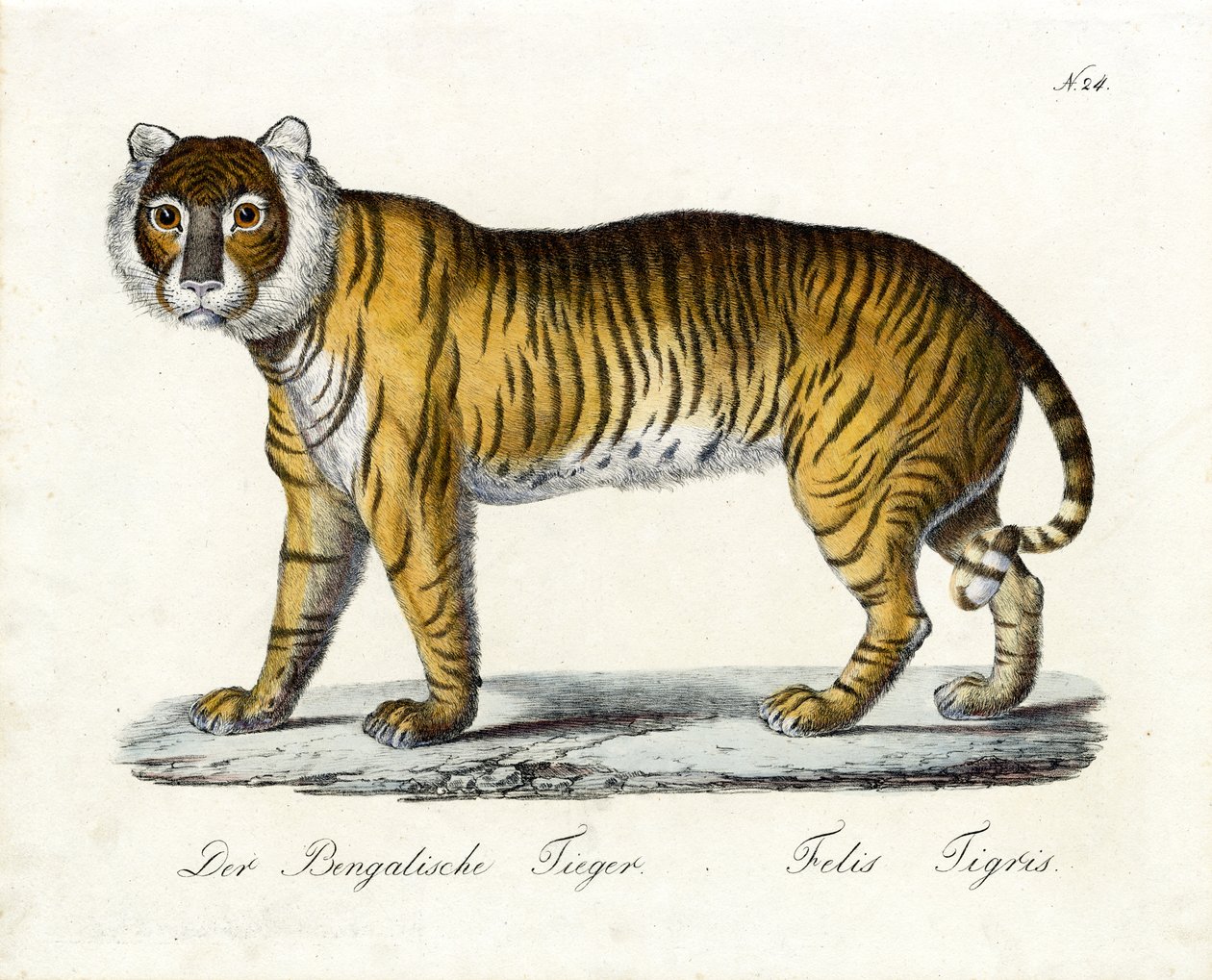 Den bengaliska tigern (tryck) av Karl Joseph Brodtmann