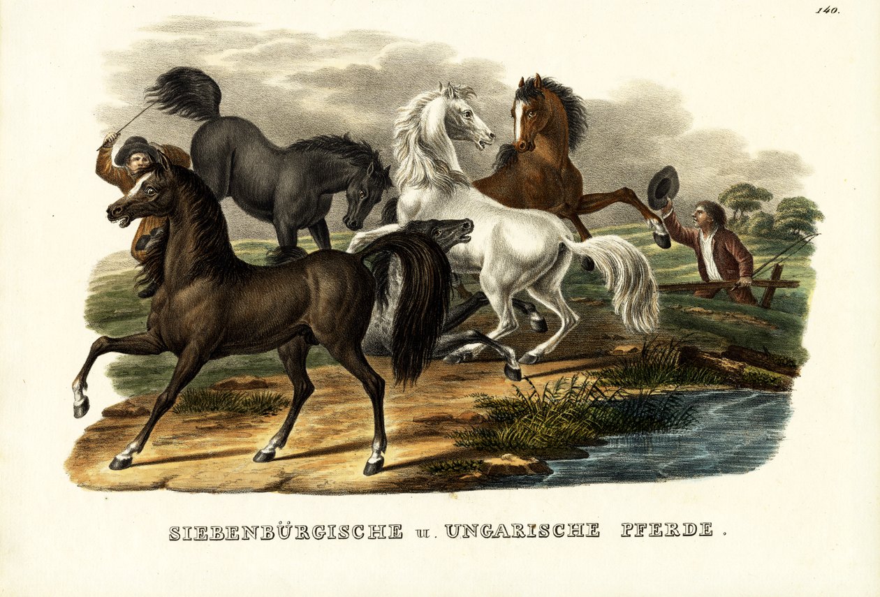 Transylvaniska och ungerska hästar, 1824 av Karl Joseph Brodtmann