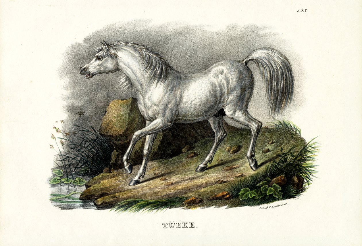 Turkisk häst, 1824 av Karl Joseph Brodtmann