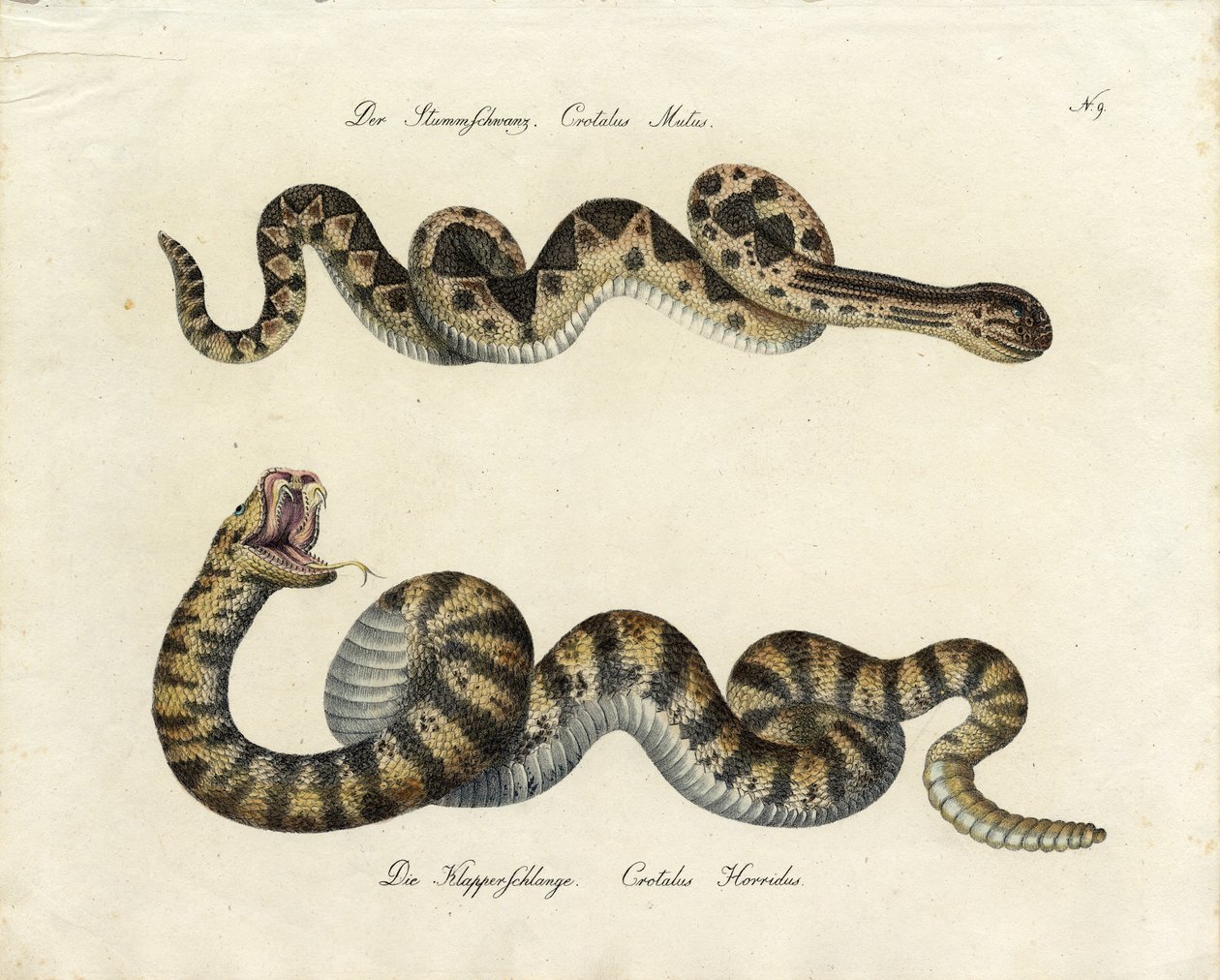  av Karl Joseph Brodtmann