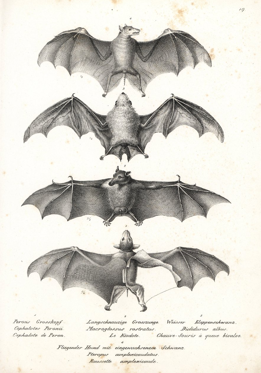 Västerländsk fruktfladdermus med nakenrygg, Dobsonia peronii 1, långtungad nektarfladdermus, Macroglossus minimus 2, nordlig spökfladdermus, Diclidurus albus 3 och Geoffroys rusett, Rousettus amplexicaudatus 4. Litografi av Karl Joseph Brodtmann från Heinr av Karl Joseph Brodtmann