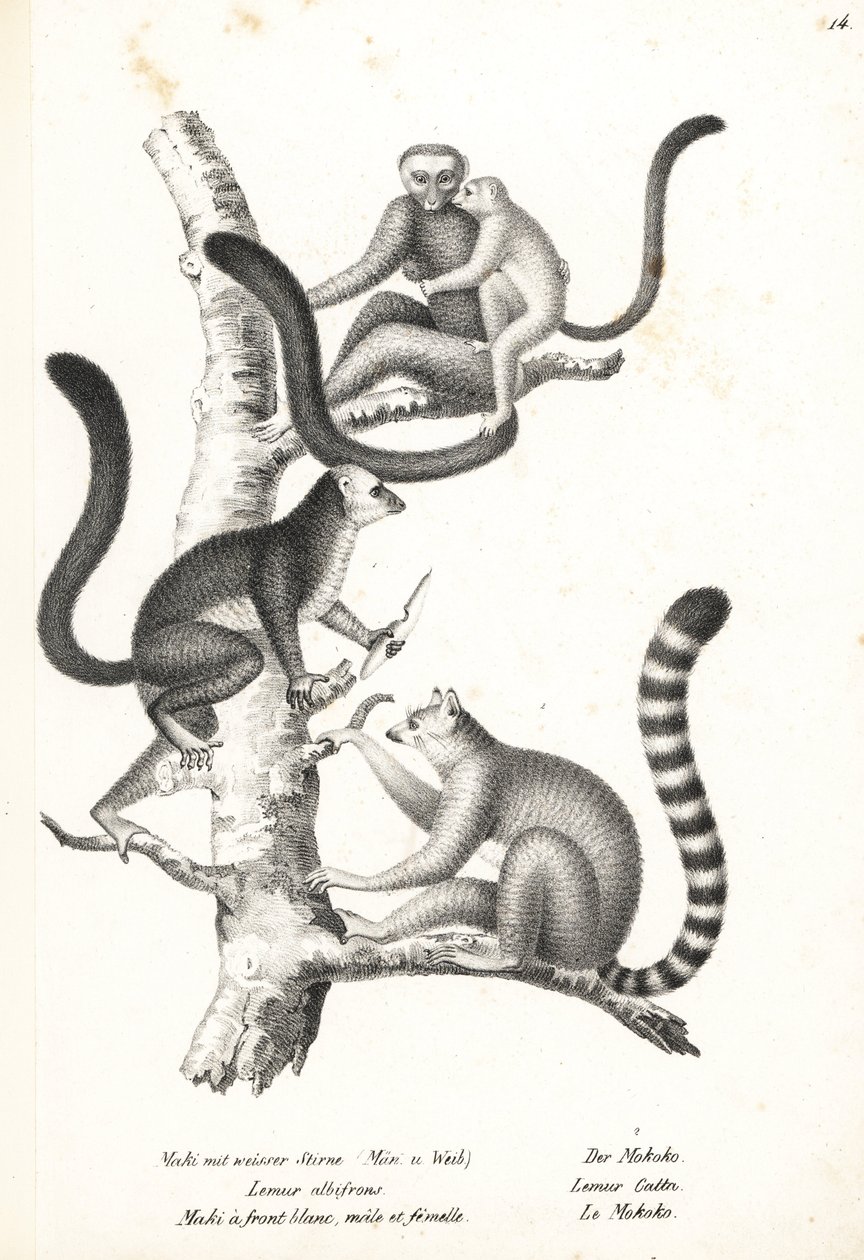 Vithövdad lemur, Eulemur albifrons, hane och hona, hotad 1, och ringstjärtslemur, Lemur catta, hotad 2. Litografi av Karl Joseph Brodtmann från Heinrich Rudolf Schinz