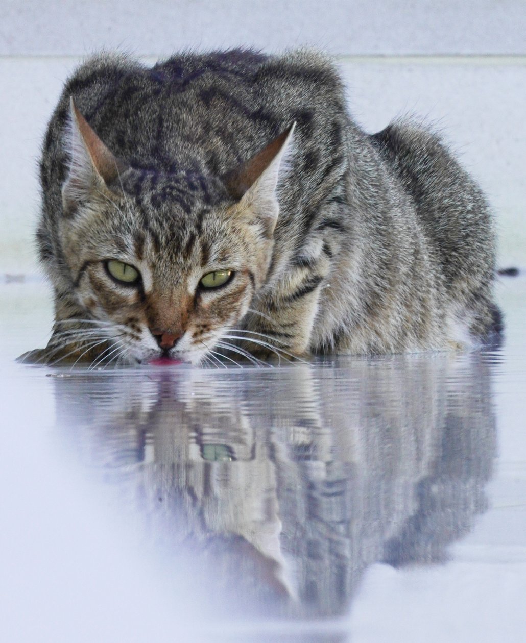 Cool Cat, 2022, fotografi av Katha Wood