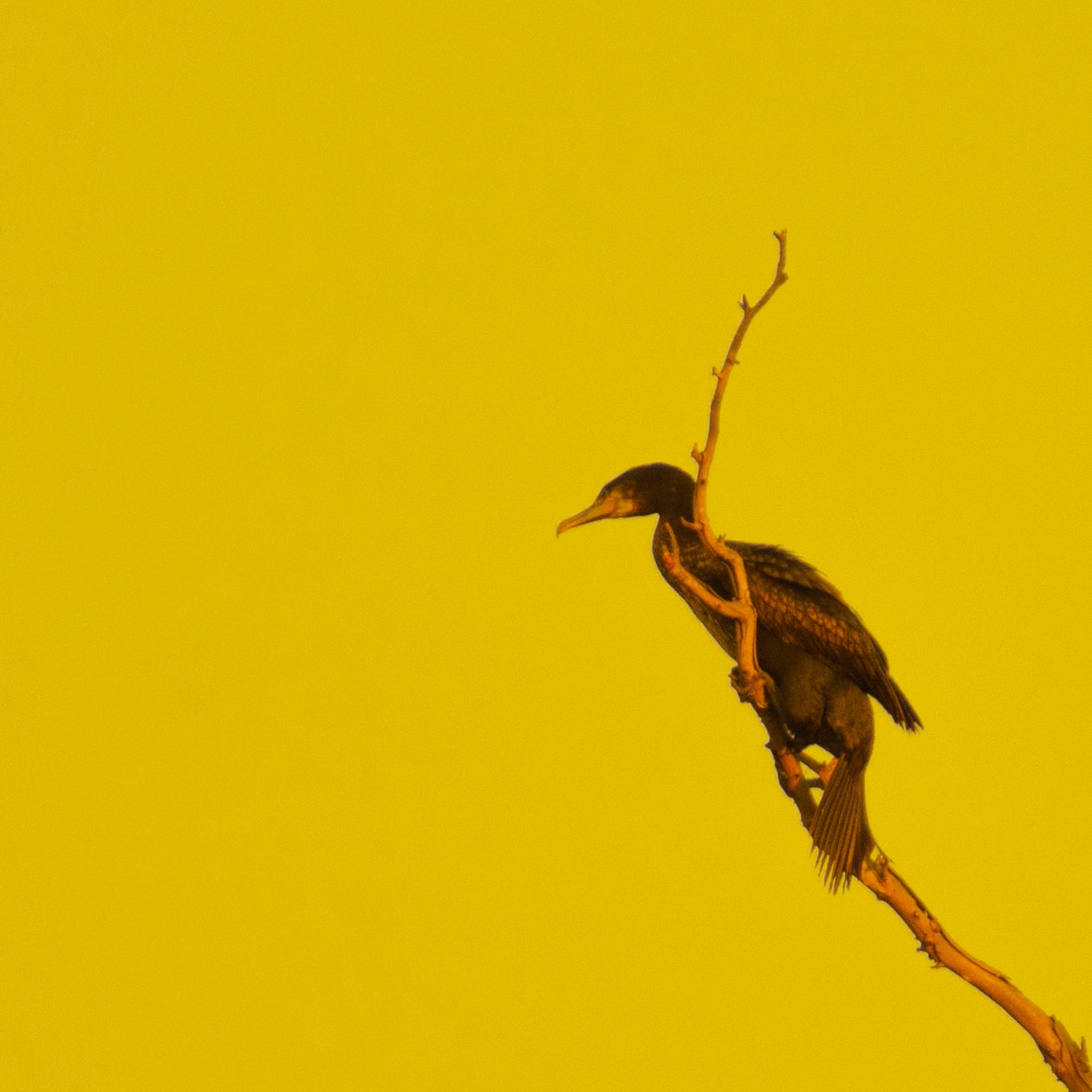 Hanging On (tittar åt vänster) av Katha Wood