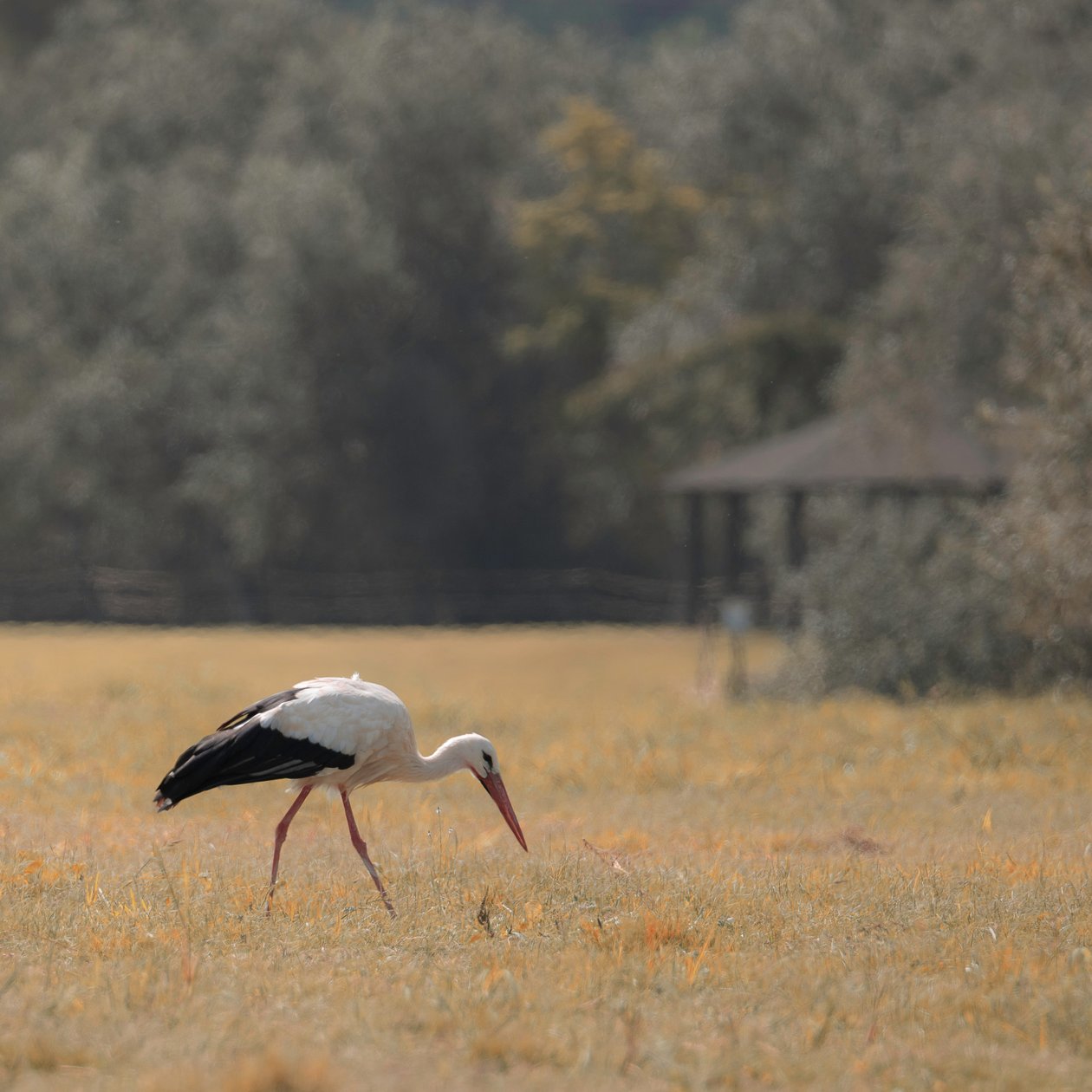 Heron Pagoda, 2021 (foto) av Katha Wood