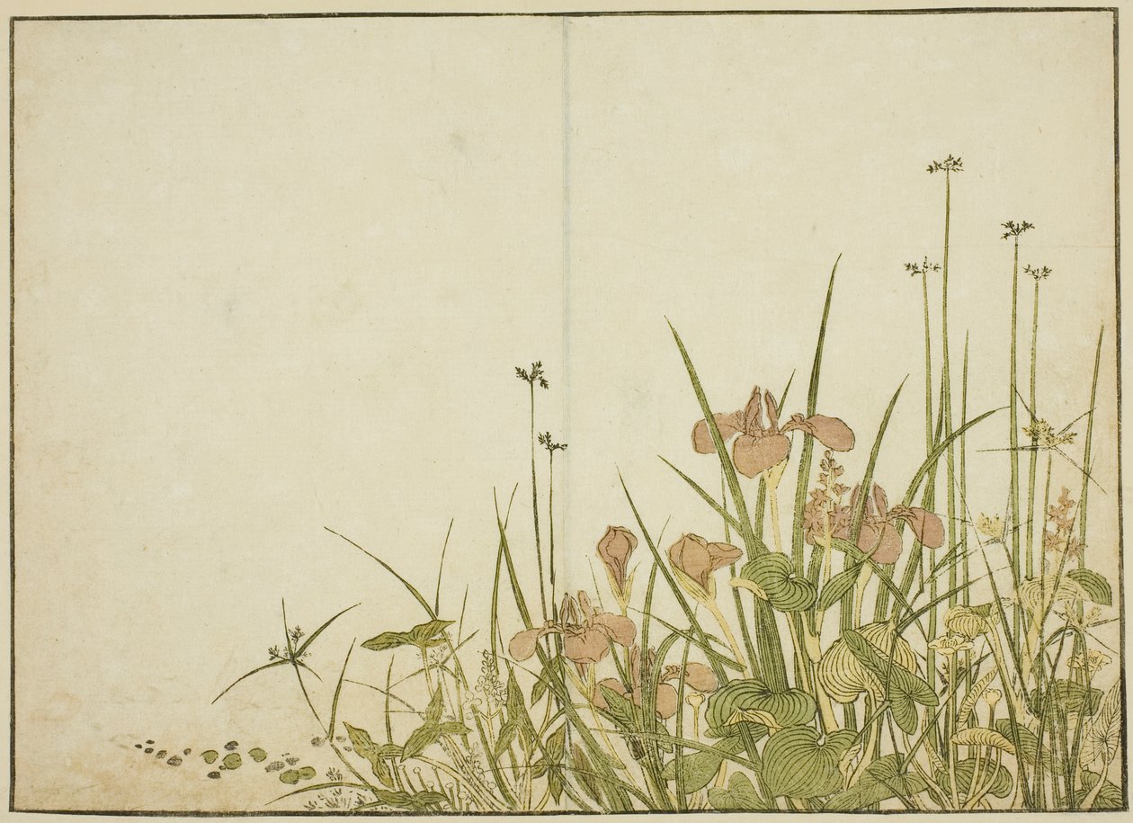 Sommarblommor: Iris och vattenplantainer, från boken "Mirror of Beautiful Women of the Pleasure Quarters (Seiro bijin awase sugata kagami)," vol. 1 av Katsukawa Shunsho