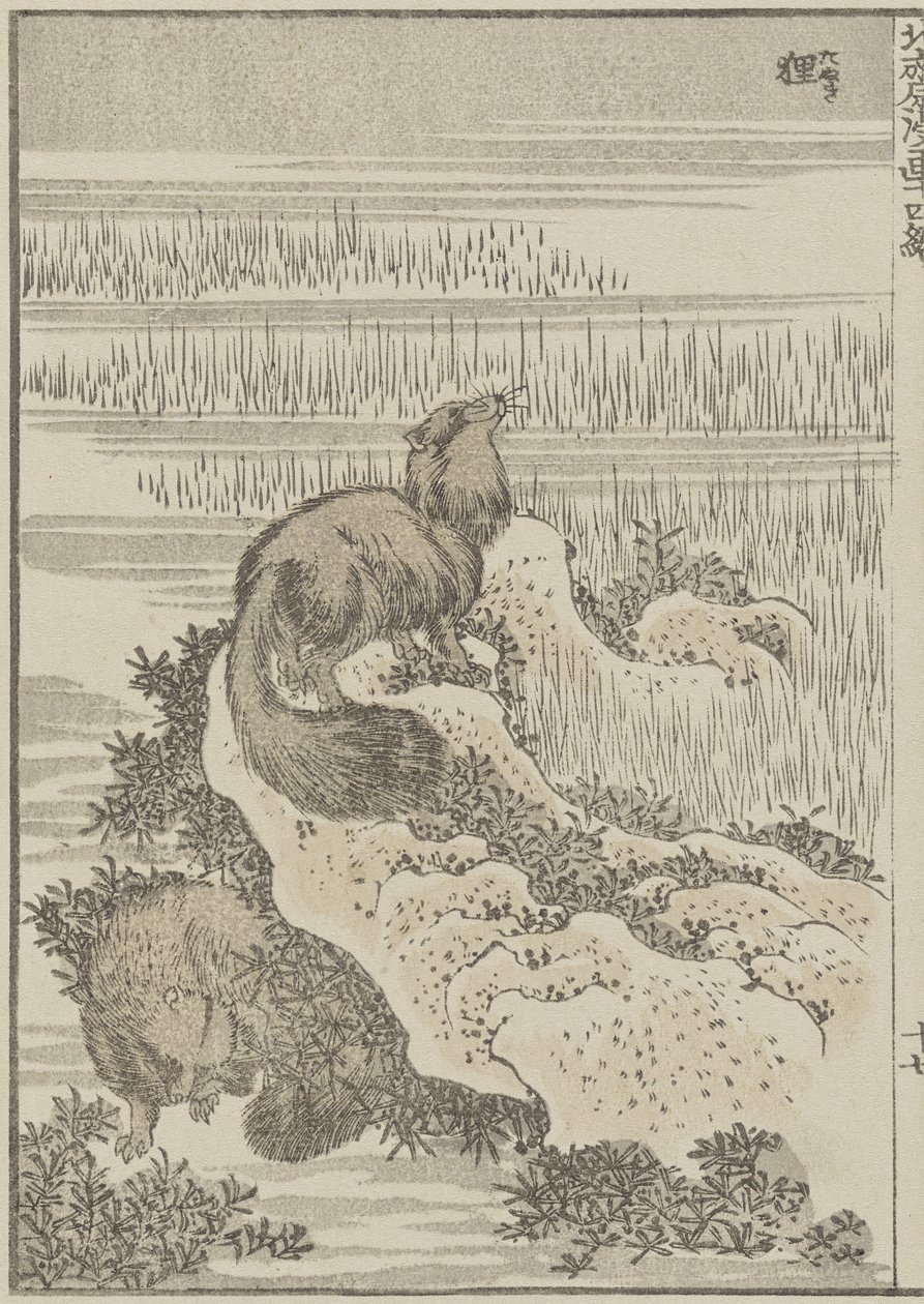 Grävling, ca 1840 (träsnitt) av Katsushika Hokusai