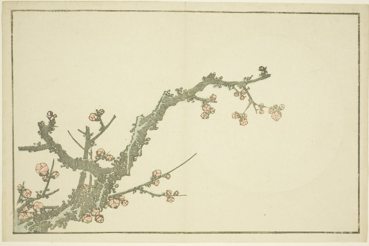 Blommande plommonträd, från The Picture Book of Realistic Paintings of Hokusai (Hokusai shashin gafu), ca 1814 (träsnitt i färg (albumblad)) av Katsushika Hokusai