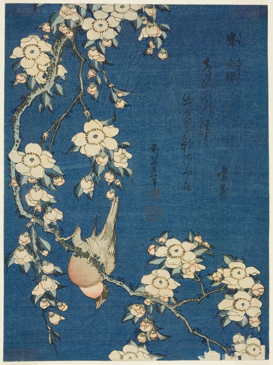 Bullfinch och gråkörsbär (Uso, shidarezakura) av Katsushika Hokusai