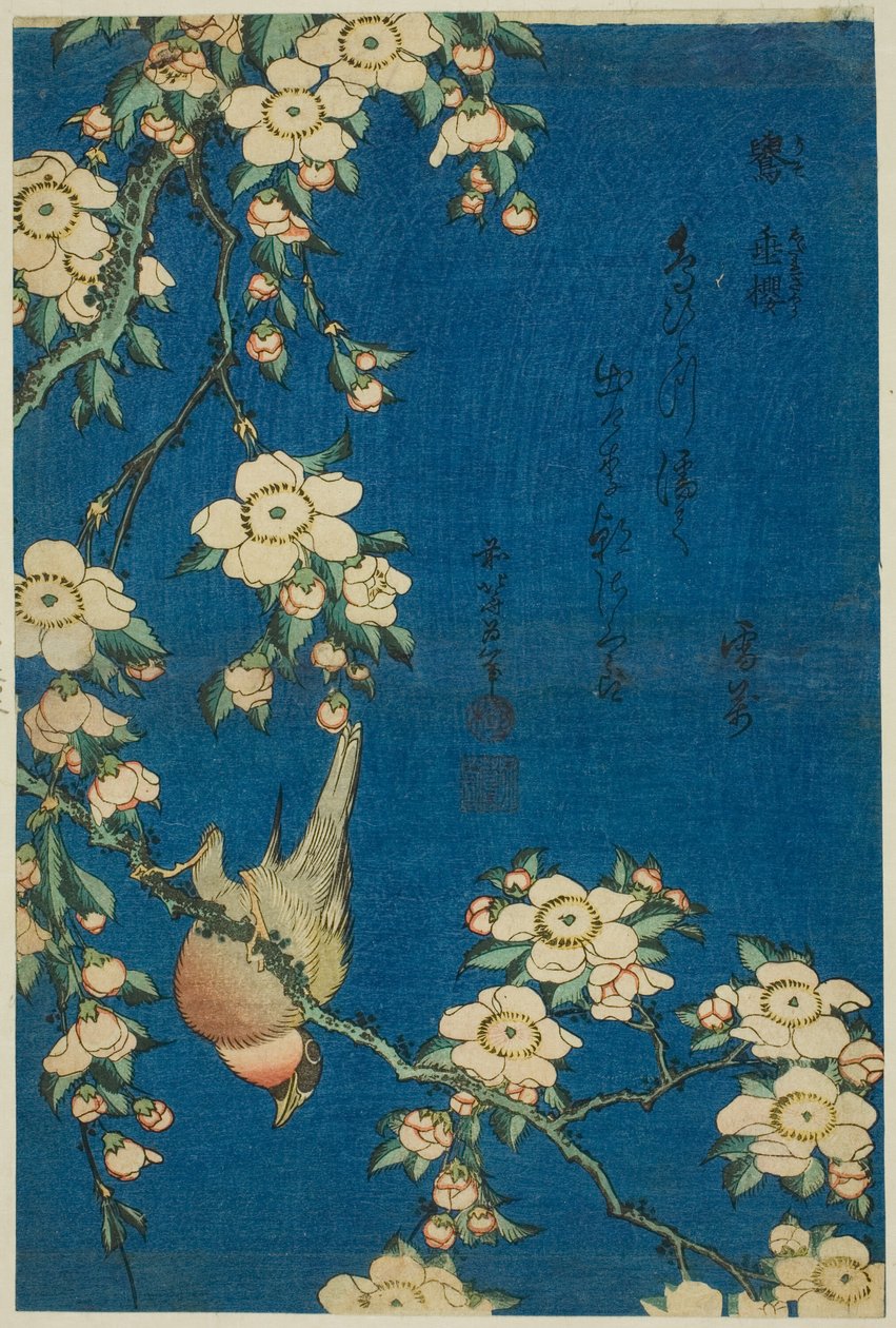Bofink och körsbär (Uso, shidarezakura), från en serie blommor och fåglar utan titel av Katsushika Hokusai
