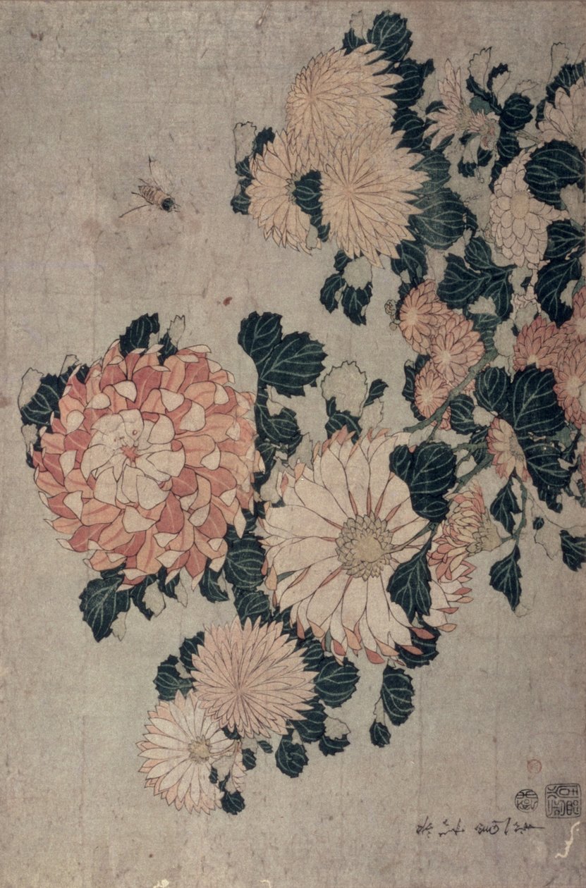 Krysantemum (träblock i färg) av Katsushika Hokusai