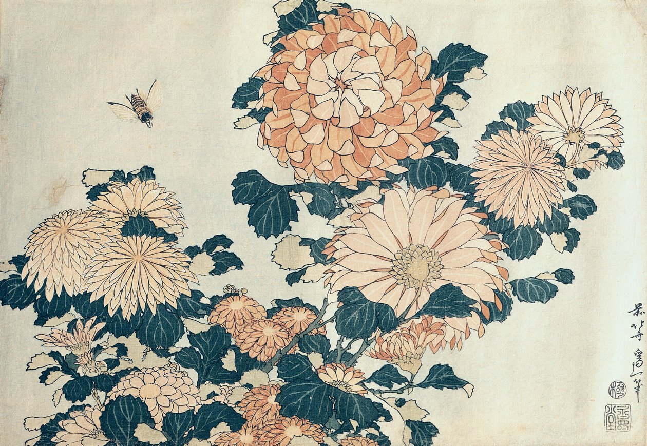 Krysantemum (trätryck i färg) av Katsushika Hokusai