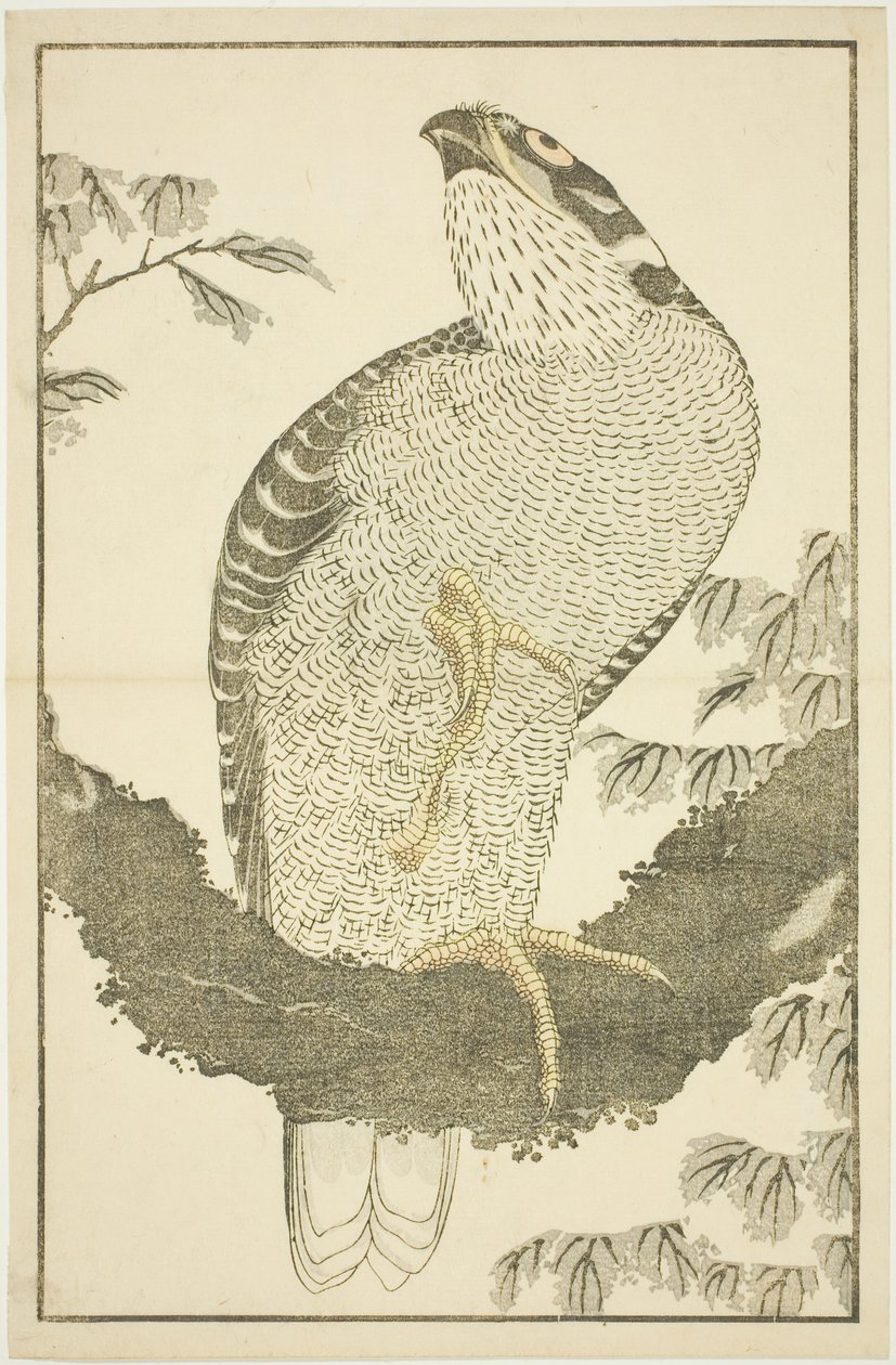Hawk, från The Picture Book of Realistic Paintings of Hokusai (Hokusai shashin gafu) av Katsushika Hokusai