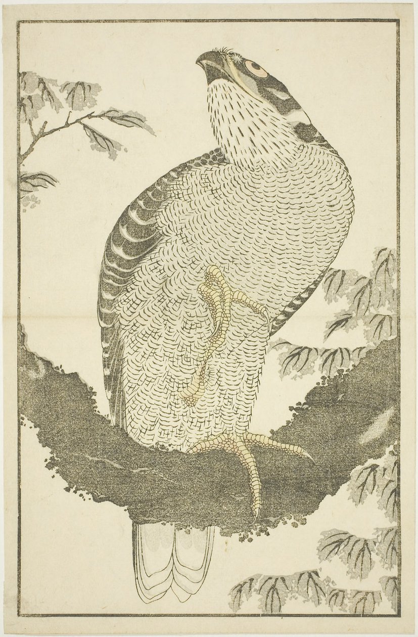 Hawk, från The Picture Book of Realistic Paintings of Hokusai (Hokusai shashin gafu) av Katsushika Hokusai