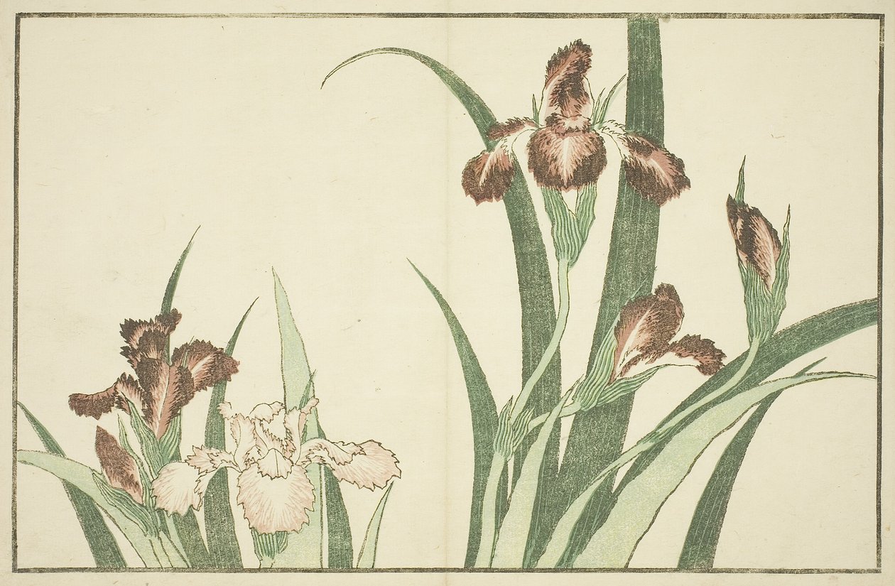 Iris, från The Picture Book of Realistic Paintings of Hokusai av Katsushika Hokusai