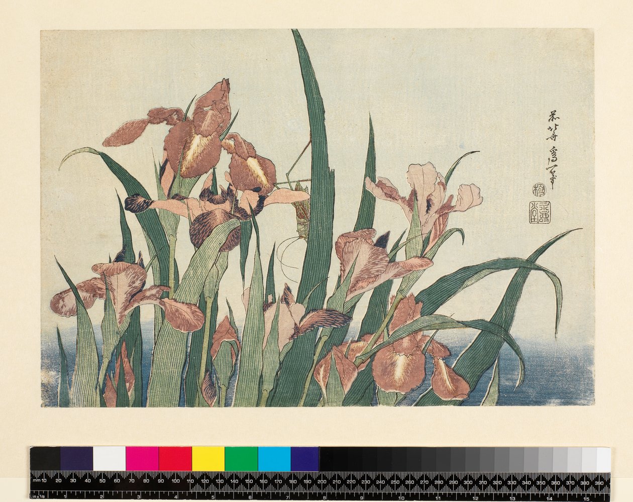 Iris och gräshoppa, utgiven av Nishimura Eijudo, ca 1832, (yoko-e - horisontellt format, träsnitt i färg) av Katsushika Hokusai